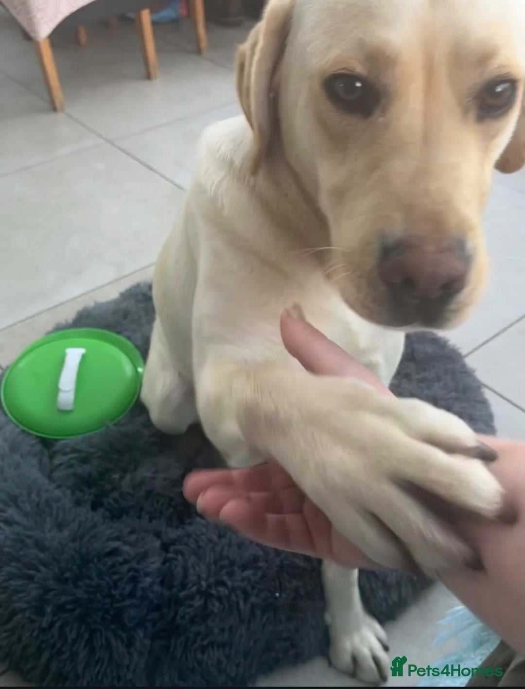 Labrador Retriever dogs for sale: Fully vaccinated chunky pedigree pups  - Advert 6