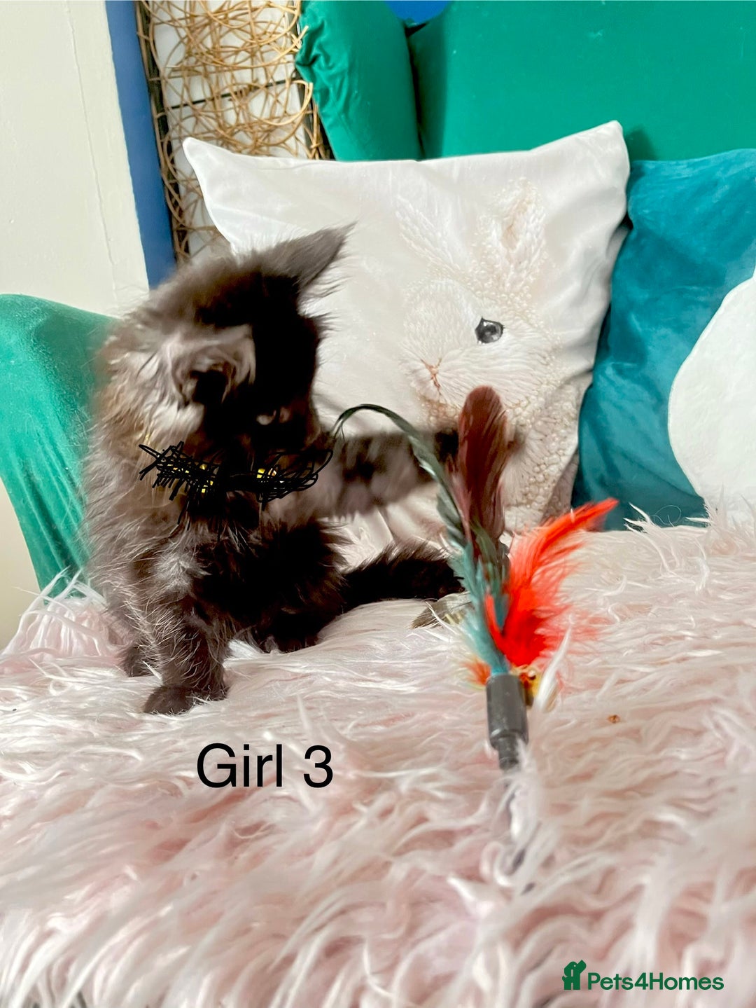 Maine Coon cats for sale: XXL Maine Coon kittens 🔥rare Black Smoke  - Image 8