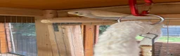 Budgerigars birds for sale: Baby budgies all bred in our aviary  - Advert 11