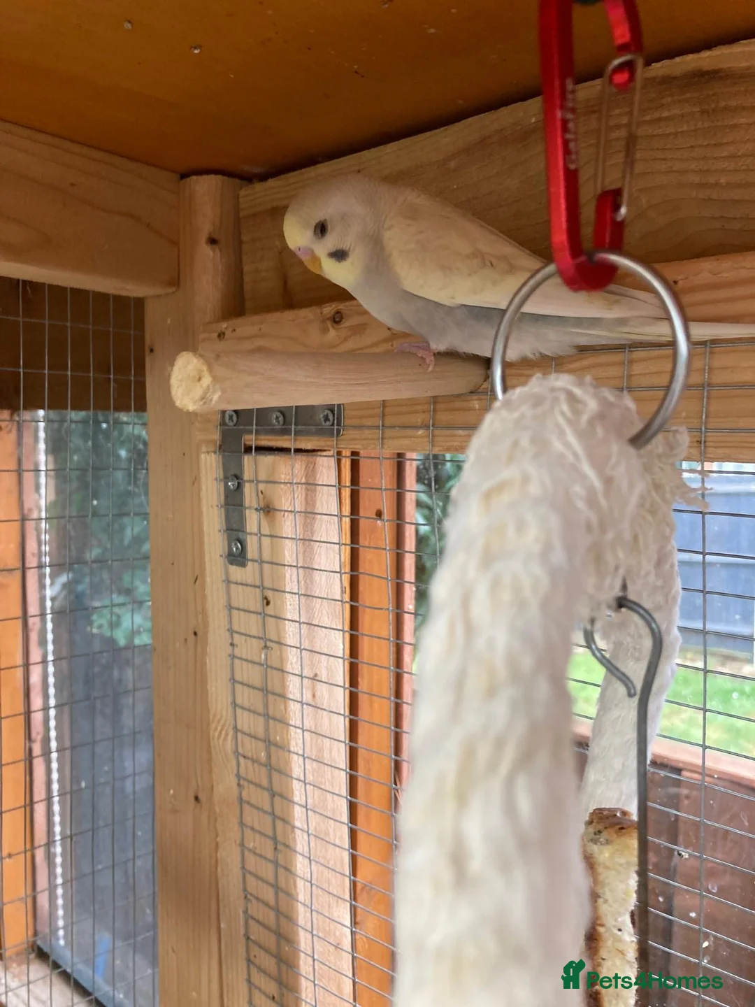 Budgerigars birds for sale: Baby budgies all bred in our aviary  - Advert 11