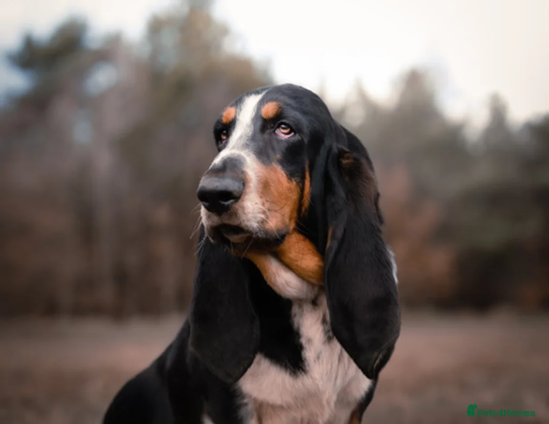 Basset Hound dogs for sale: Gorgeous Basset Hound for sale  - Advert 3