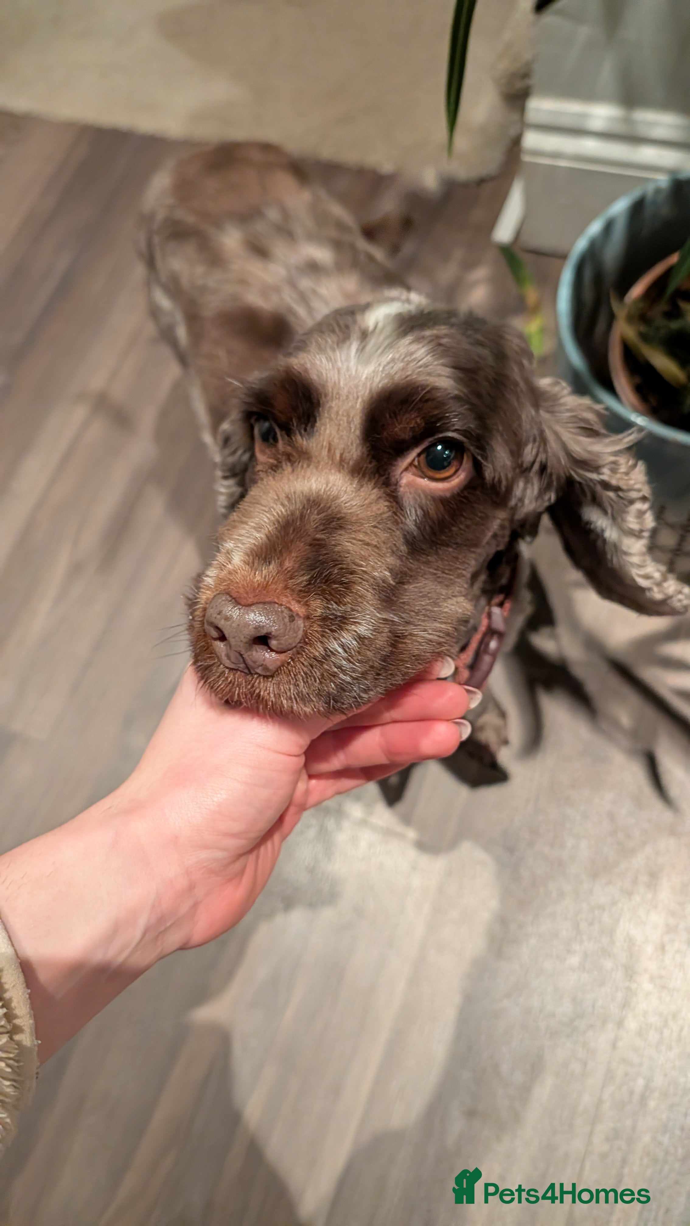 Cocker Spaniel dogs Cherry - 7 year old cocker spaniel  - Advert 6