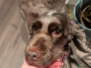 Cocker Spaniel dogs Cherry - 7 year old cocker spaniel - Advert 2