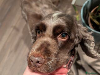 Cocker Spaniel dogs Cherry - 7 year old cocker spaniel - Advert 16