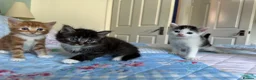 Mixed Breed cats for sale: 2 male, 1 female adorable kittens for sale - Advert 5