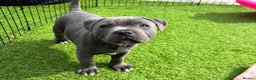 Staffordshire Bull Terrier dogs for sale: 💙 Staffordshire Bull Terrier Puppies  🐶 in Glasgow - Advert 7
