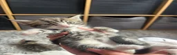 Mixed Breed cats for sale: Half Maine coon kittens  - Advert 10