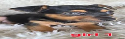 Jack Russell dogs for sale: Lilac and tan/black and tan Jack Russel puppies  in Eastbourne - Advert 18