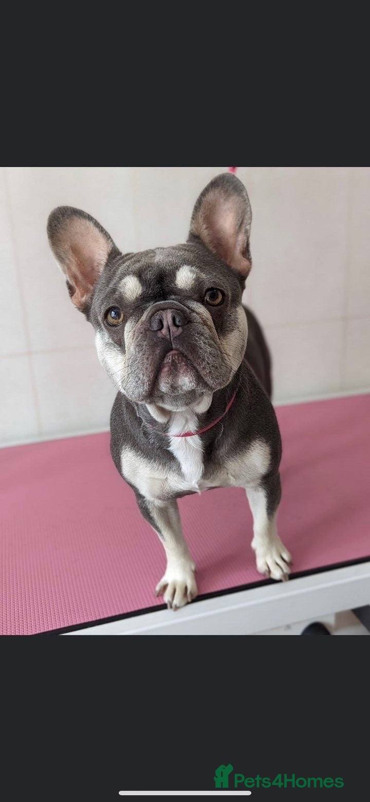 French Bulldog dogs Luna - KC French Bulldog - Advert 5
