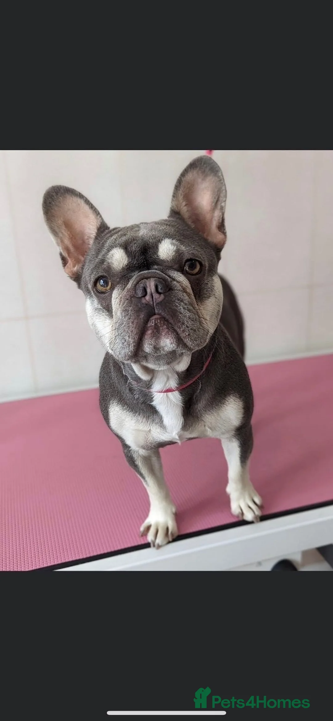 French Bulldog dogs for adoption: Luna - KC French Bulldog in Carlisle - Advert 1