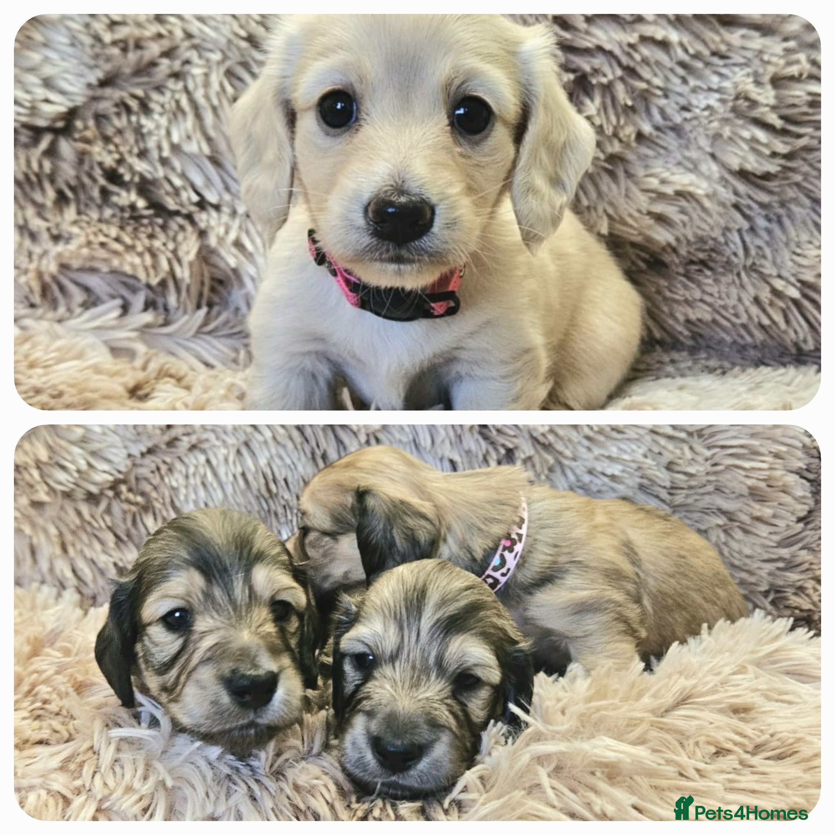 Miniature Dachshund dogs Beautiful long haired mini dachshunds - Advert 2