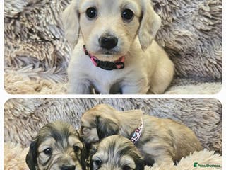 Miniature Dachshund dogs Beautiful long haired mini dachshunds - Advert 12