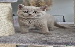 British Shorthair cats for sale: Pedigree British shorthair, longhair, blue, lilac - Image 12