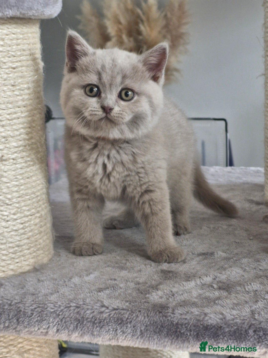 British Shorthair cats for sale: Pedigree British shorthair, longhair, blue, lilac - Image 12