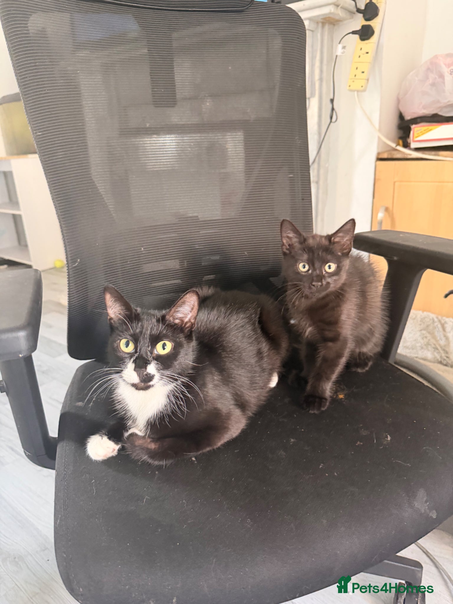 Domestic Shorthair cats for sale: Little female kitten ready for her forever people - Advert 3