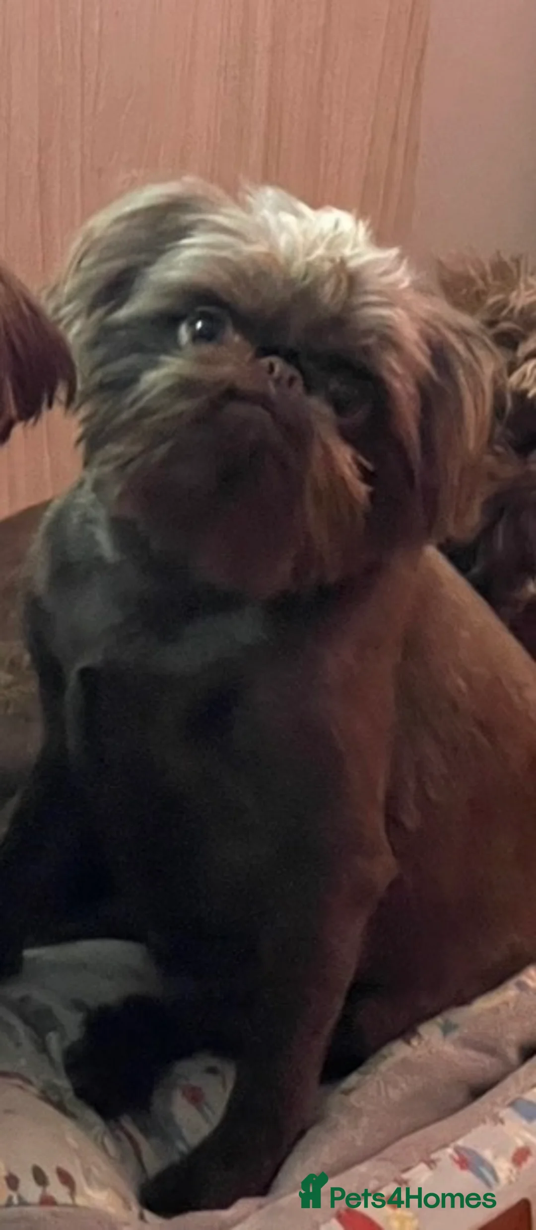 Griffon Bruxellois dogs for sale: Gorgeous Rough Coated 3 Year Old griffon Girl  - Advert 9