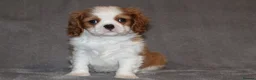Cavalier King Charles Spaniel dogs for sale: Heart and health tested, KC registered. - Advert 12
