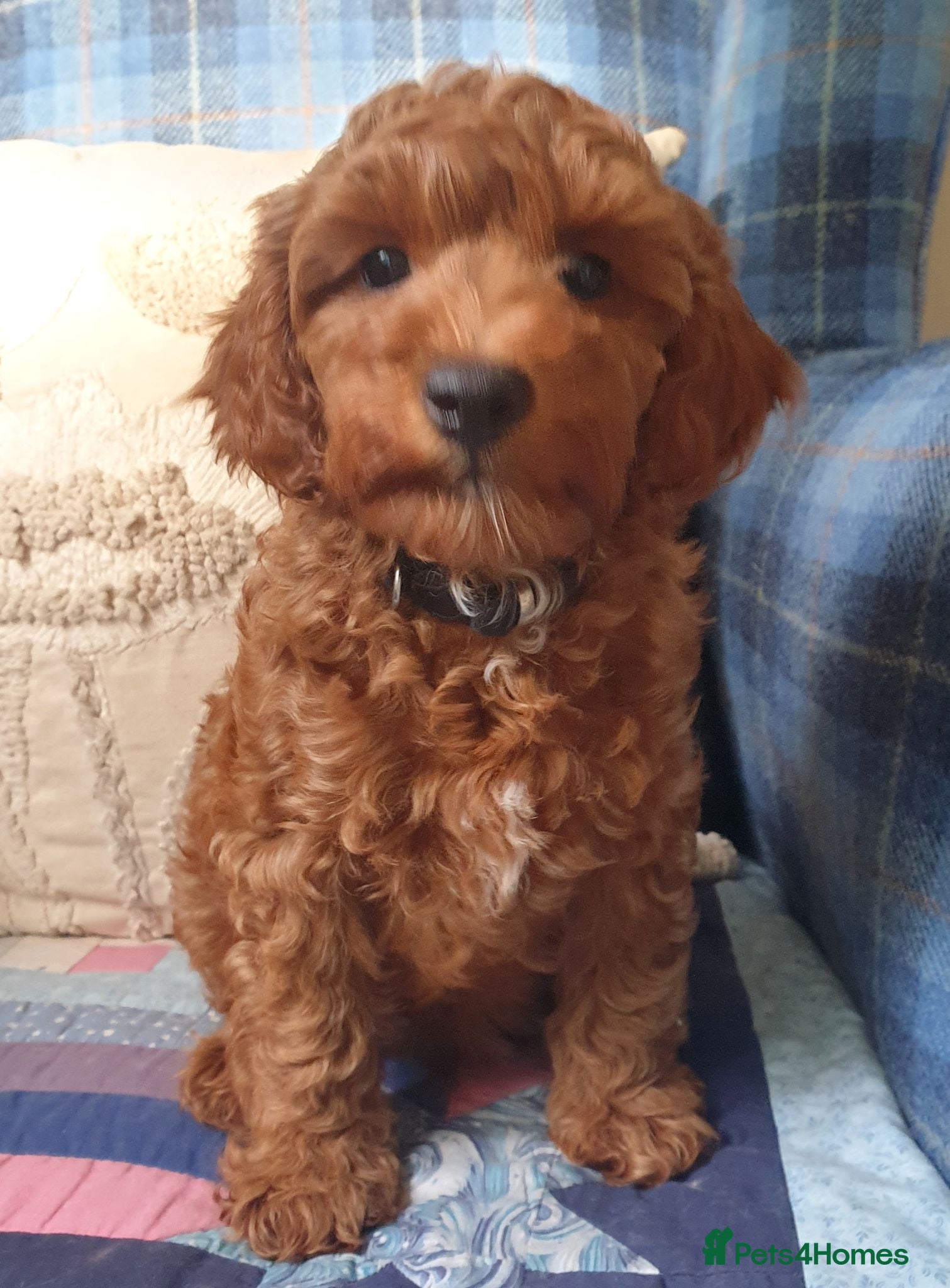 Coton De Tulear dogs F1bb Cotonoodle from heath tested parents - Advert 2
