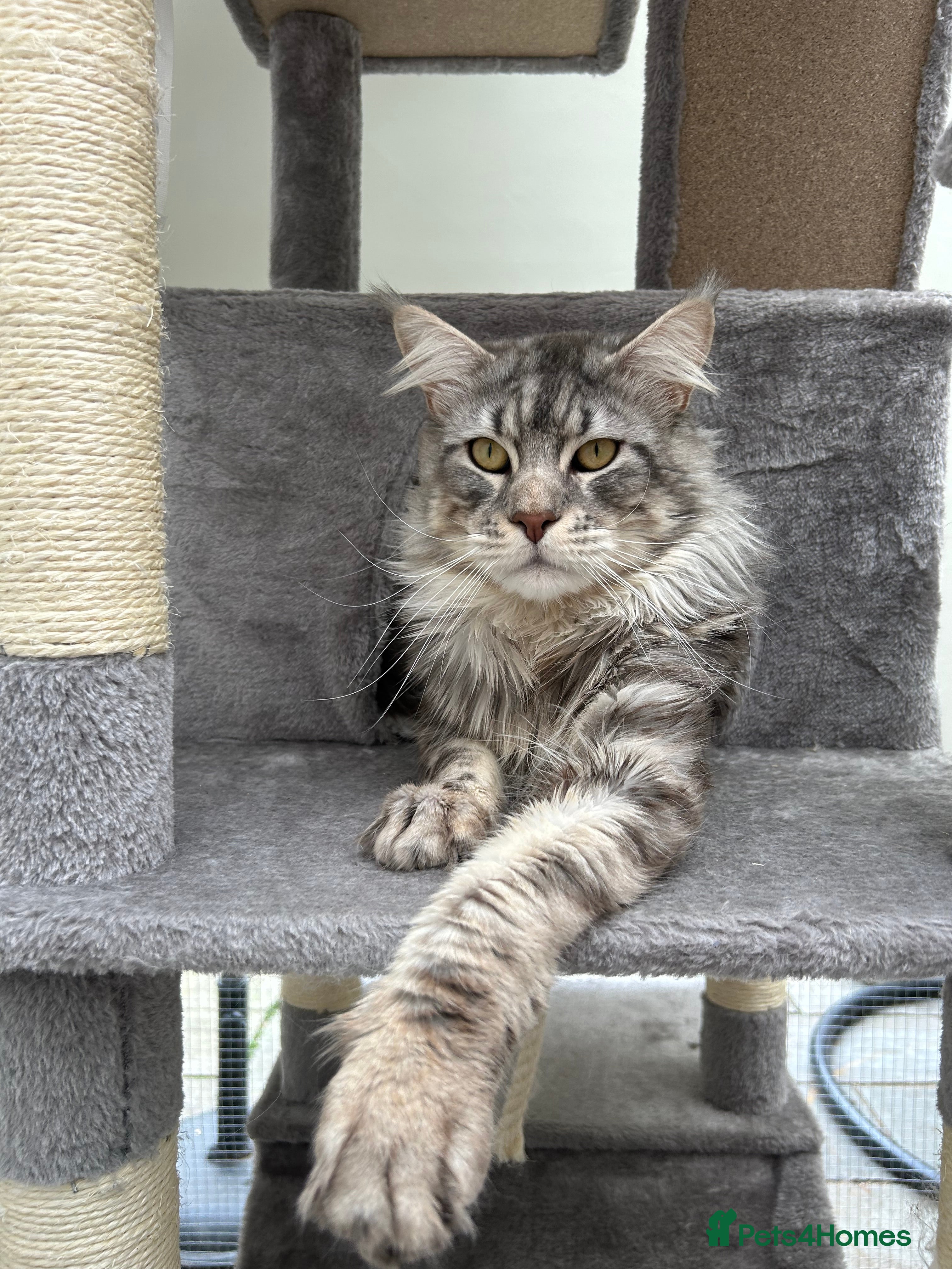 Maine Coon cats TICA reg DNA clear Black Silver Boy  - Advert 18
