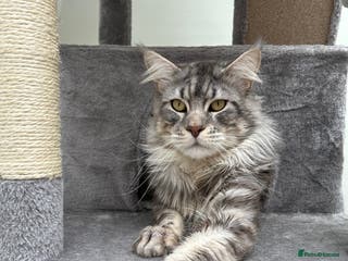 Maine Coon cats Proven TICA Registered Black Silver Maine Coon - Advert 1