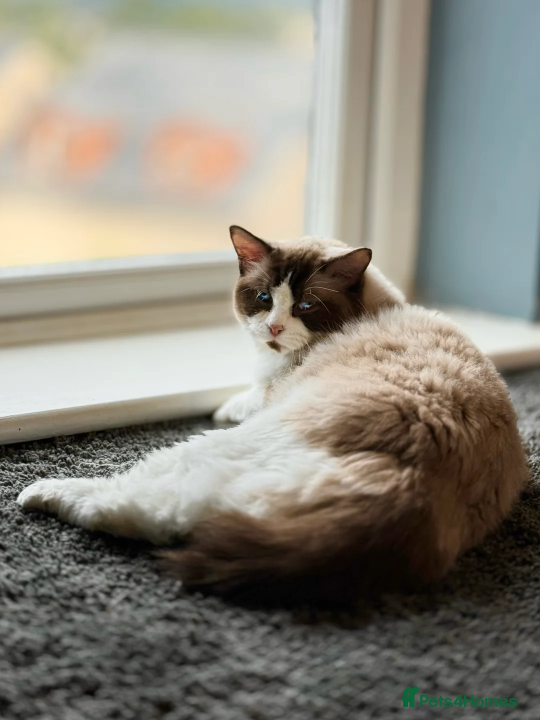 Ragdoll cats for sale: READY NOW TICA ACTIVE Kittens, European bi-colour - Advert 16