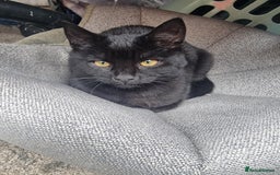 Mixed Breed cats for sale: Two black beauty  - Image 9