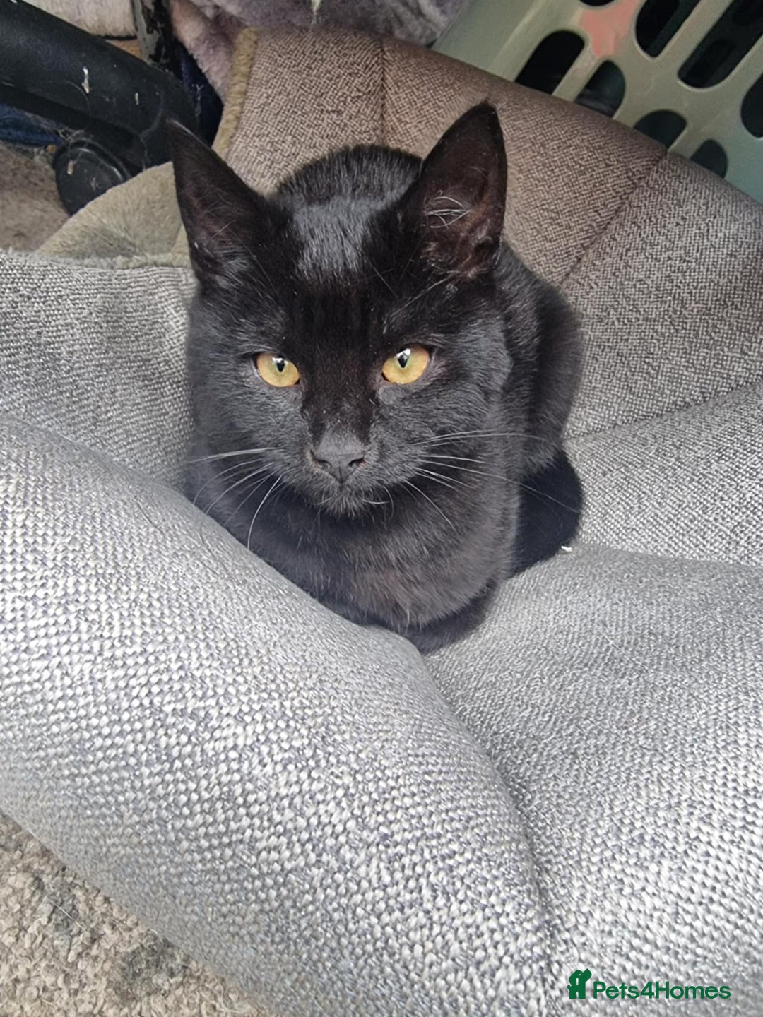 Mixed Breed cats for sale: Two black beauty  - Image 9