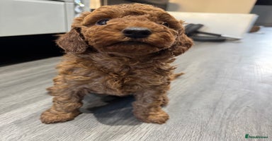 Miniature Poodle dogs - Advert 5