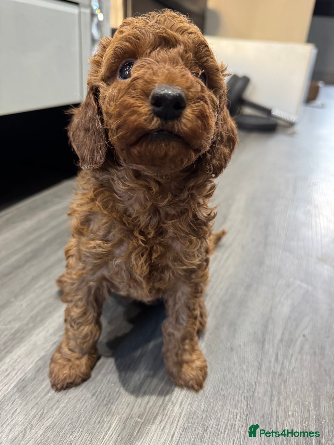 Miniature Poodle dogs for sale: Ready now KC reg deep red miniature poodle  - Image 3