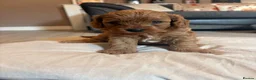 Cavapoo dogs for sale: Cavapoo  - Advert 4