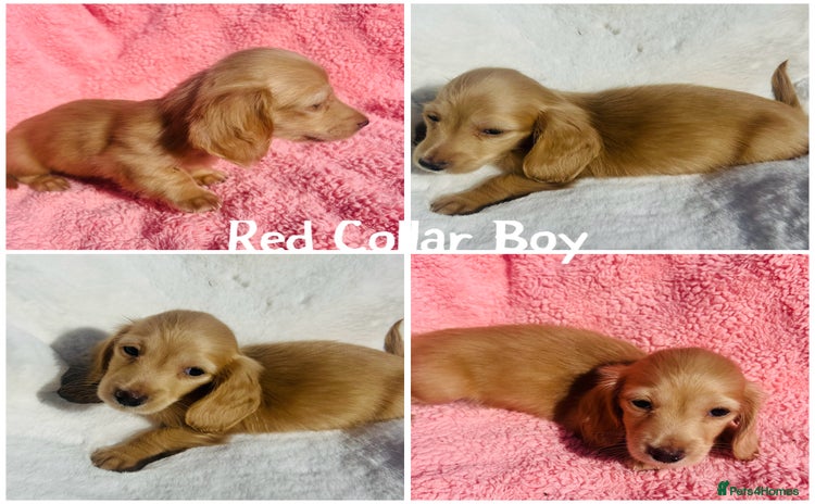 Miniature Dachshund dogs - Advert 5