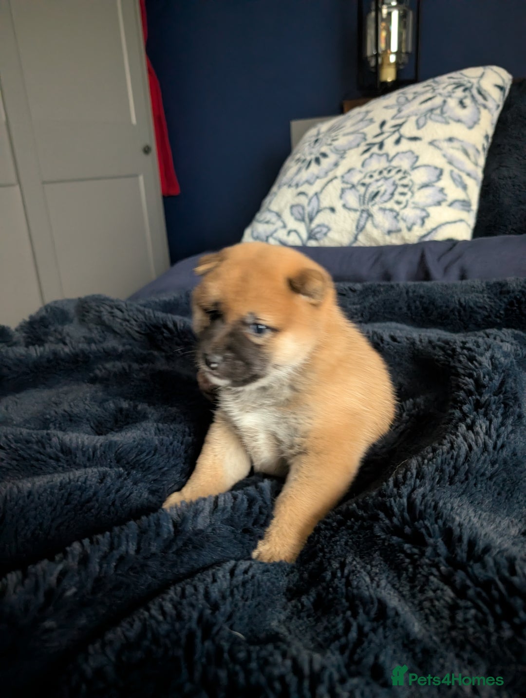Japanese Shiba Inu dogs for sale: Lovely Shiba Inu Puppies, Last One Left - Advert 5