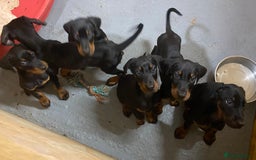 Dobermann dogs for sale: Doberman Puppies - Image 8