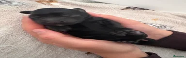 Black girl
