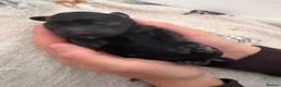 Cocker Spaniel dogs for sale: ❤️ A beautiful litter of tiny cocker spaniels ❤️  - Advert 5