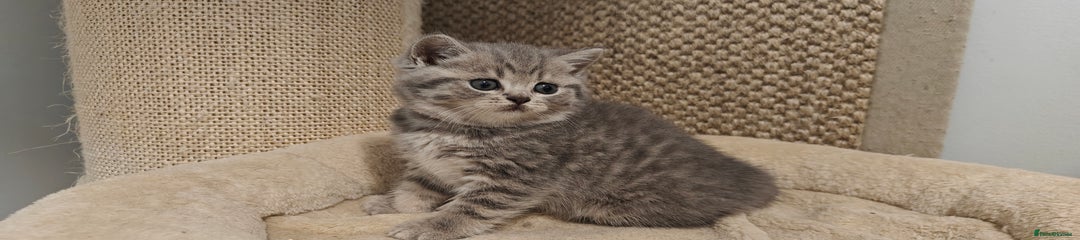 British Shorthair Kitten yellow collar 