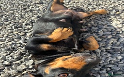 Mixed Breed dogs for sale: Jack Russell x Dachshund  - Image 9