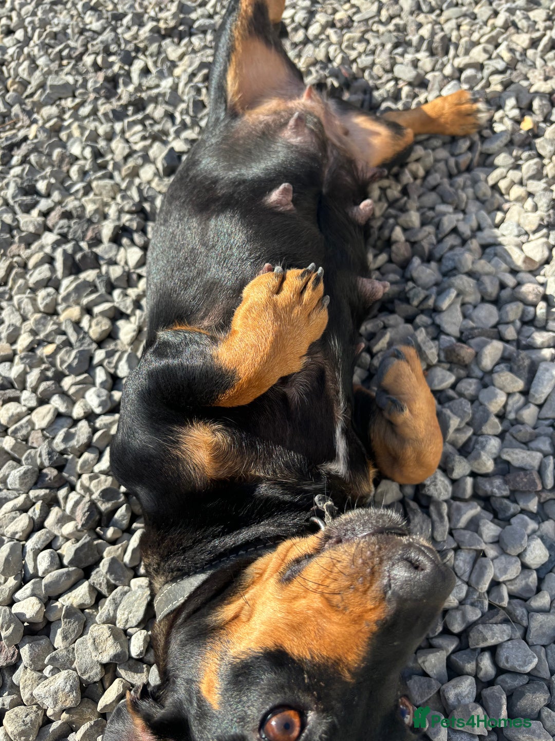 Mixed Breed dogs for sale: Jack Russell x Dachshund  - Image 9