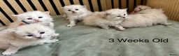 Siberian cats for sale: Siberian kittens with weekly updates  - Advert 4