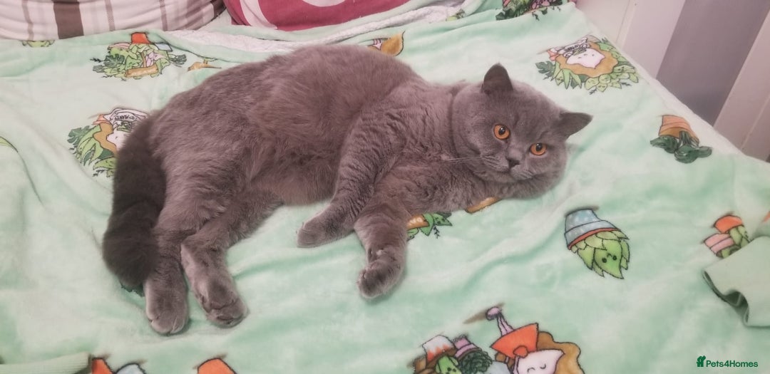 British Shorthair cats for stud: GCCF Active BLUE BOY for stud 💙 in Bexleyheath - Image 23