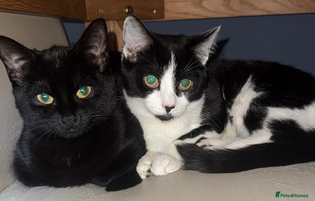 Mixed Breed cats for sale: Eve (black cat) - Advert 3