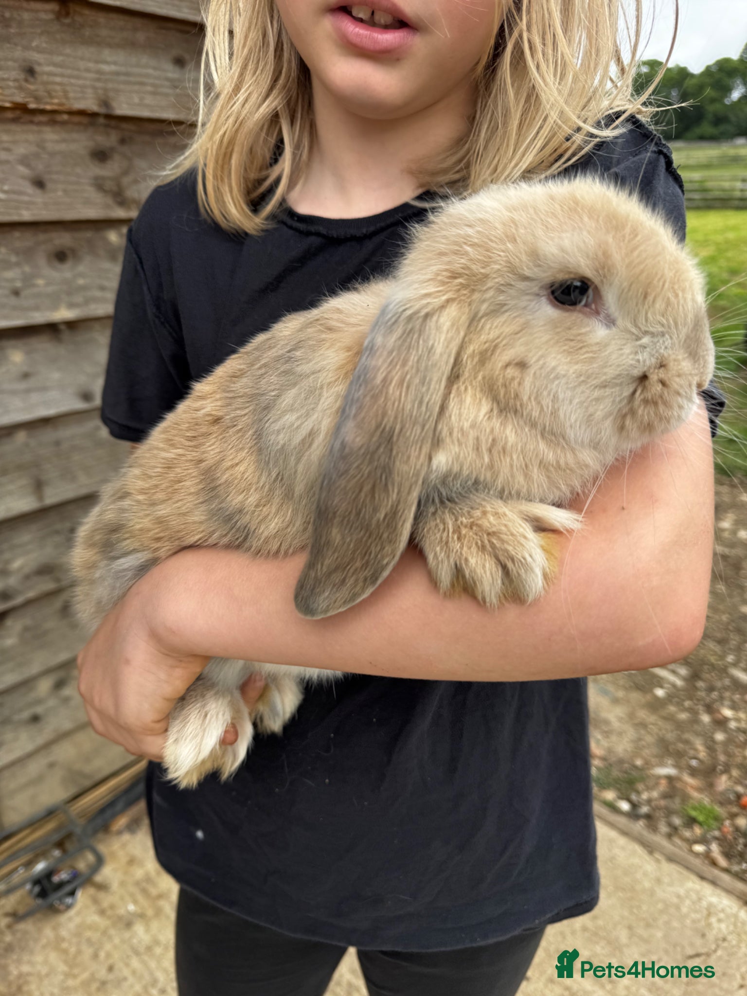 French Lop rabbits 🩷💙 French lop Kits ready to go 🩷💙 - Advert 2