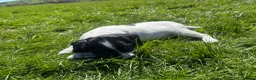 English Springer Spaniel dogs for sale: Gorgeous KC Springer Spaniels with excellent lines - Advert 9