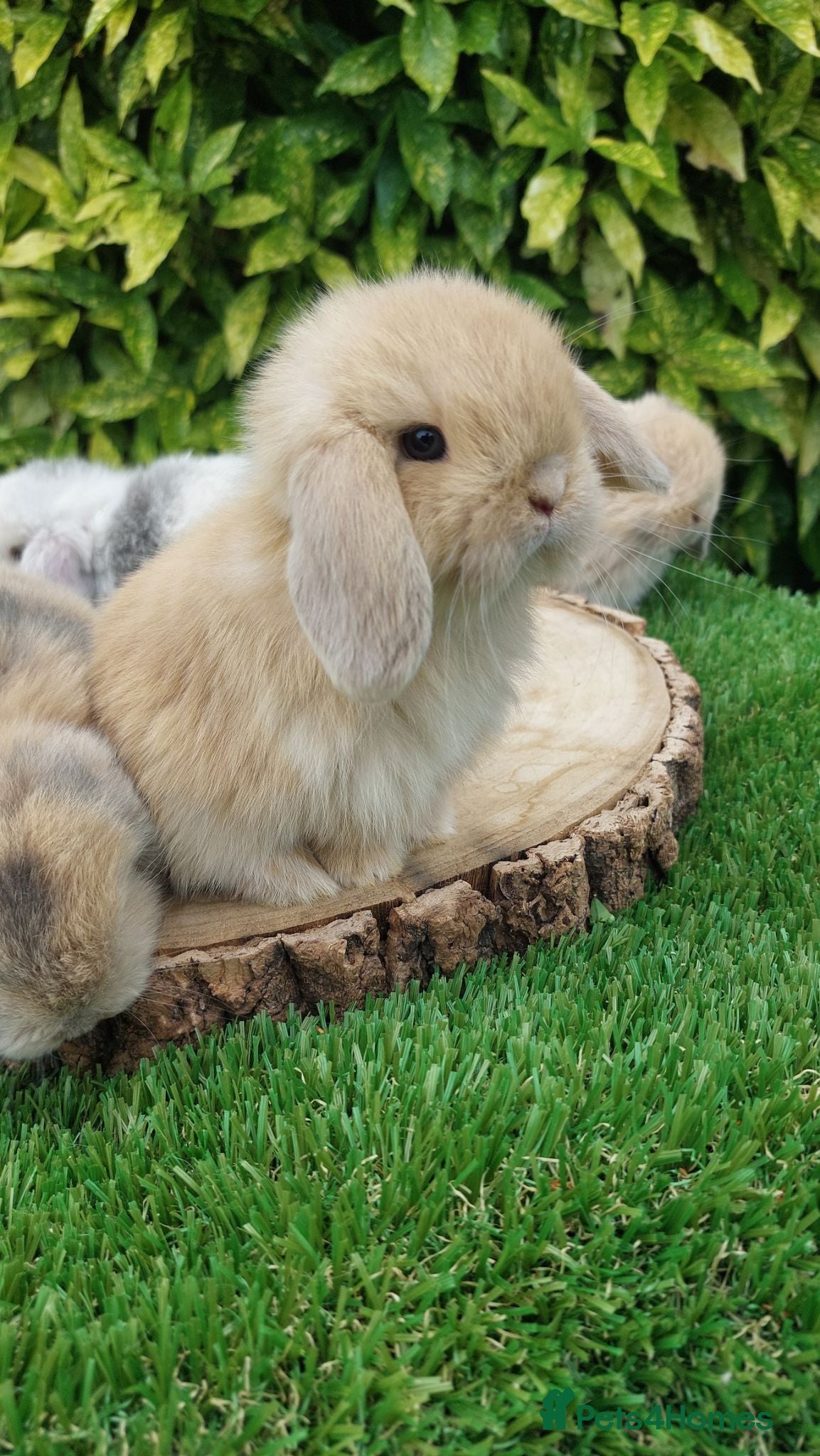 Mini Lop rabbits Pure bred mini lop baby rabbits  - Advert 9