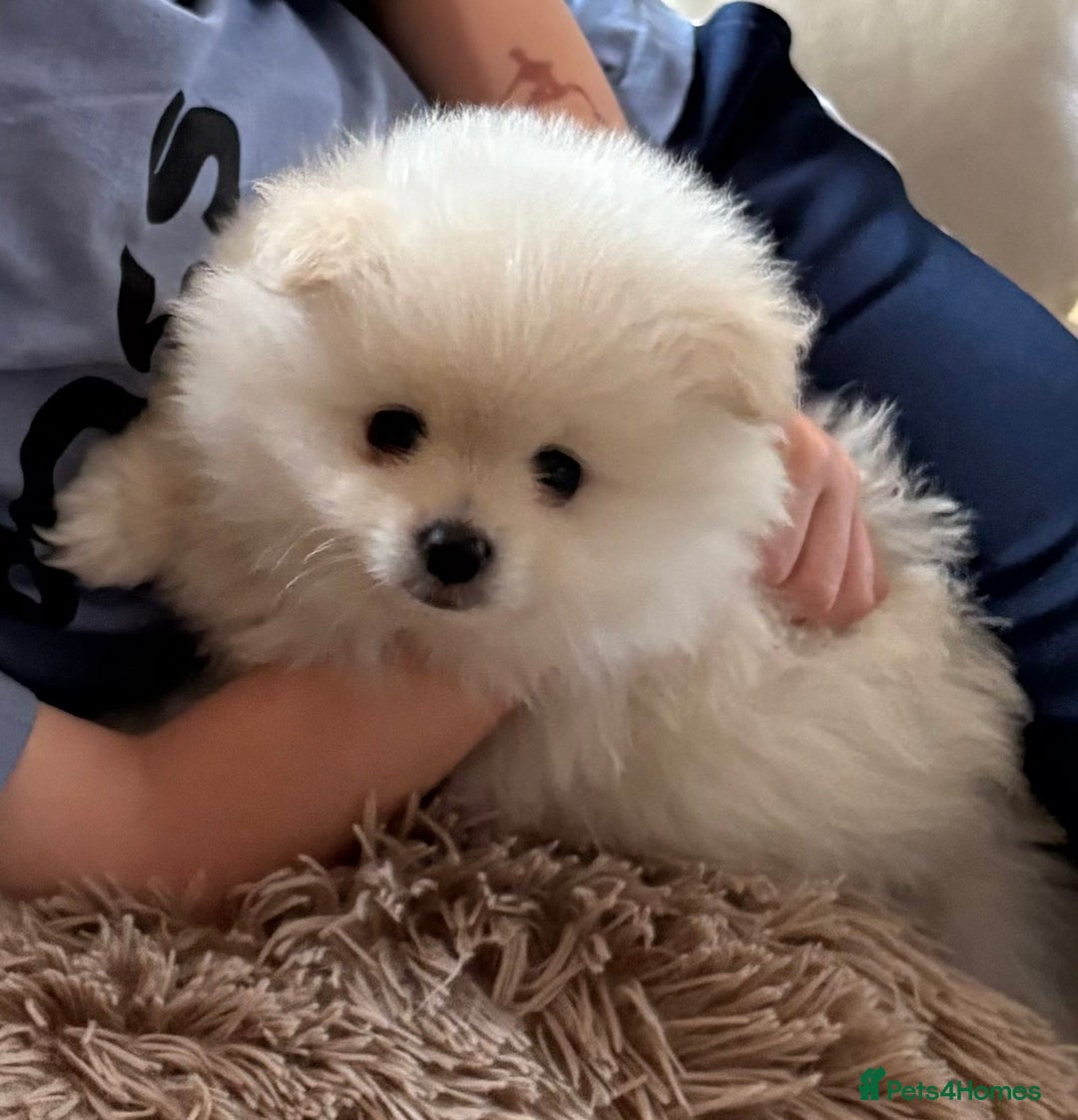 Pomeranian dogs for sale: XS Pomeranian - Image 3