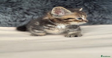 Munchkin cats - Advert 13