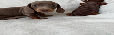 Dachshund Puppy 4