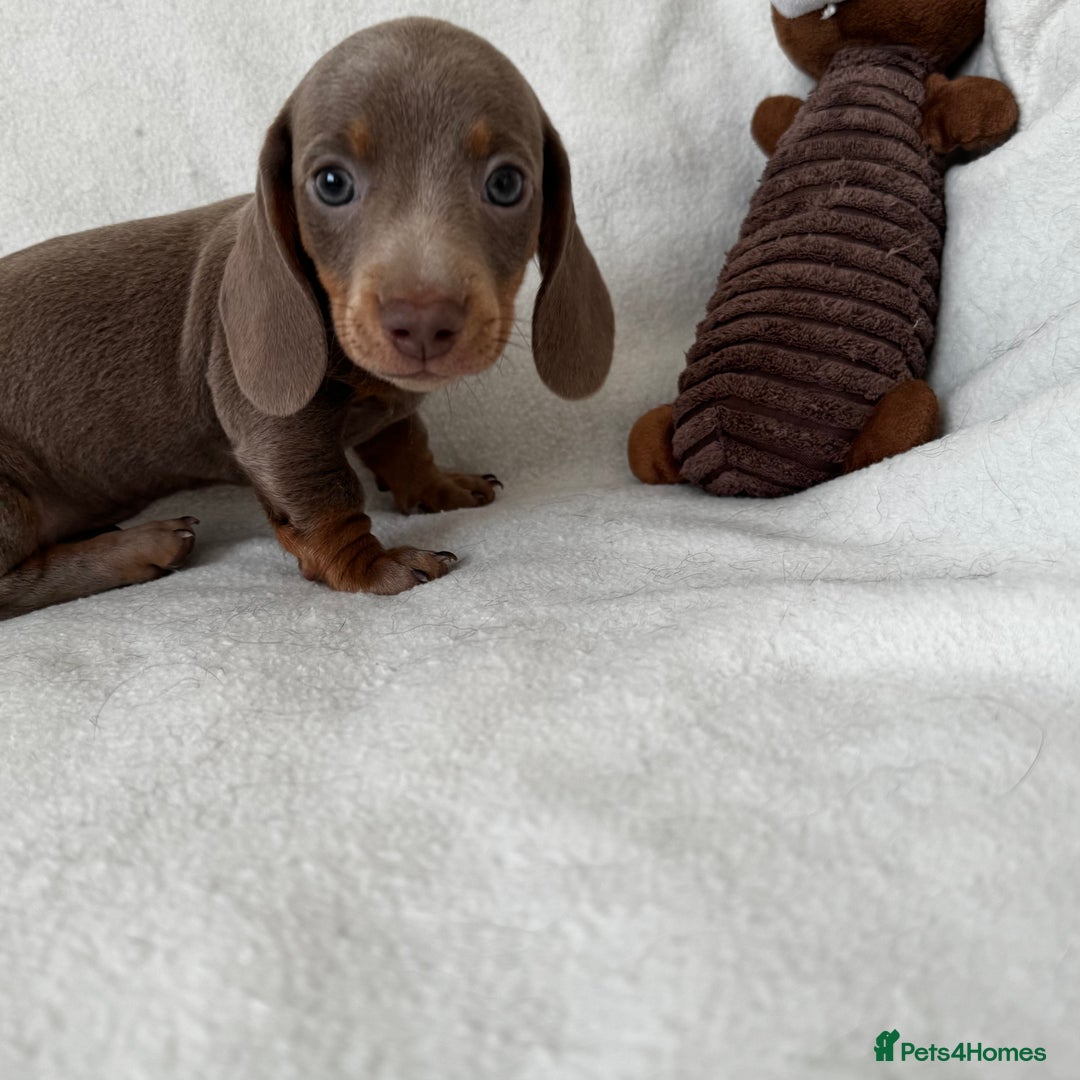 Dachshund dogs for sale: Mini smooth coat dachshunds  - Advert 7