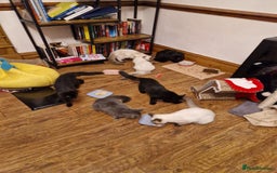 Ragdoll cats for sale: Ragdoll kittens for sale  - Image 14