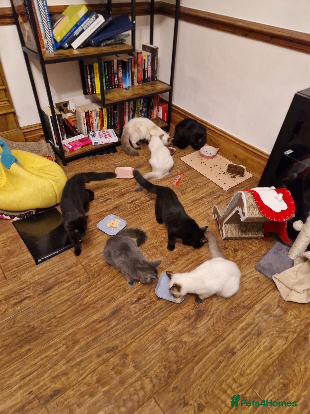 Ragdoll cats for sale: Ragdoll kittens for sale  - Image 14